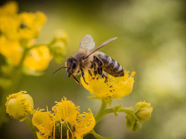 Bee on a yellow flower