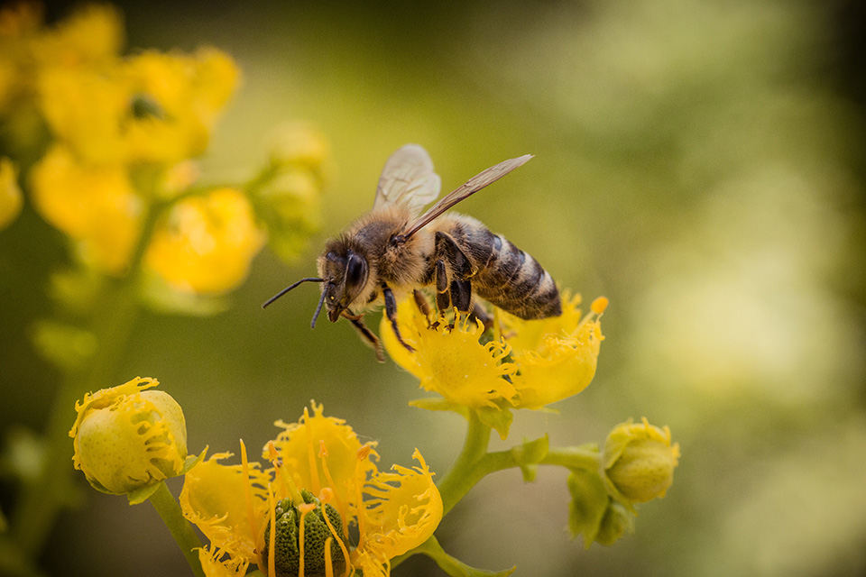 Bee on a yellow flower