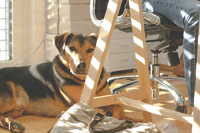 A dog in an office.