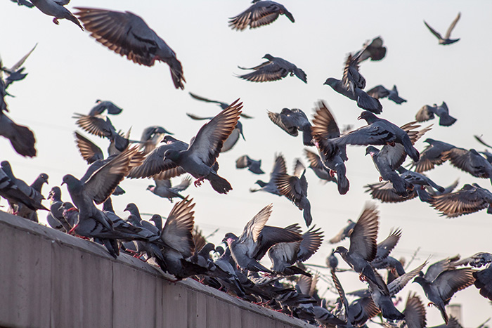 pigeon pest control London